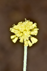 Eriogonum brevicaule