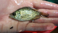 Centrarchus macropterus