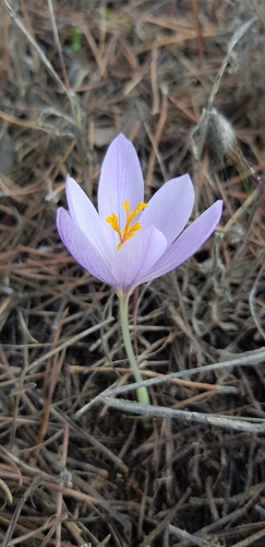 Image of Crocus serotinus by (c) Mariana Nunes, some rights reserved (CC BY-SA)
