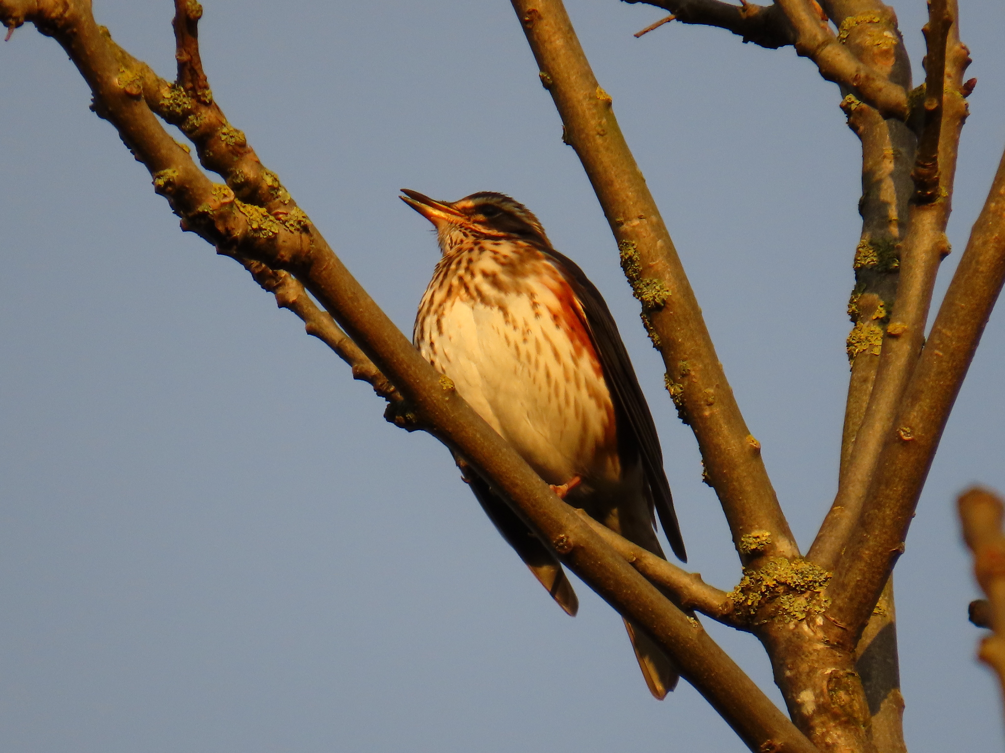 Redwing