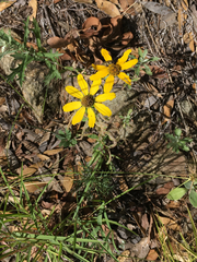 Heliopsis parvifolia