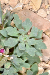Collomia debilis