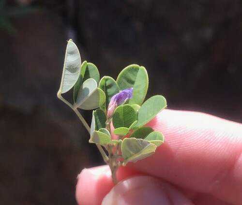 Lespedeza × kagoshimensis iNat (2)