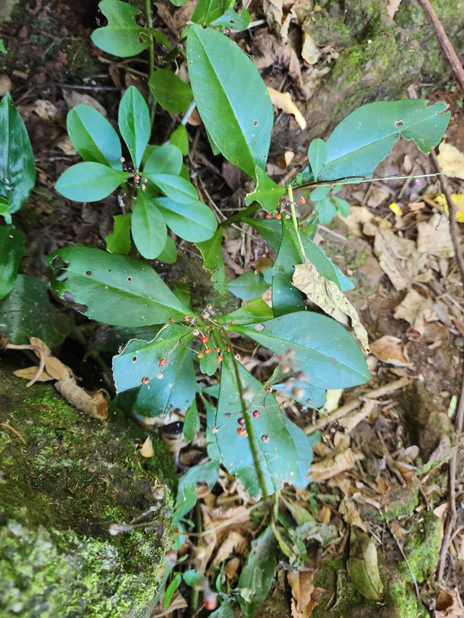 Talinum paniculatum
