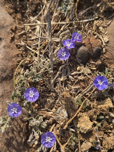 tropical speedwell