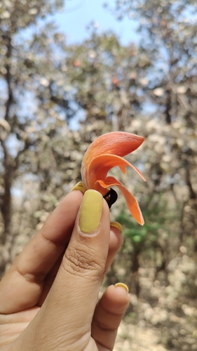 Flame of The Forest
