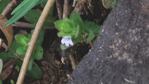 Indian Swampweed