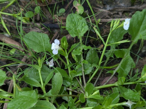 sparrow false pimpernel
