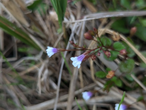 Brittle False Pimpernel