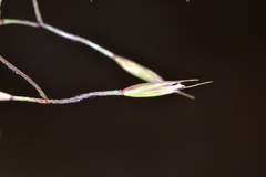 Festuca dasyclada