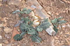 Astragalus lutosus