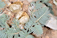 Astragalus lutosus