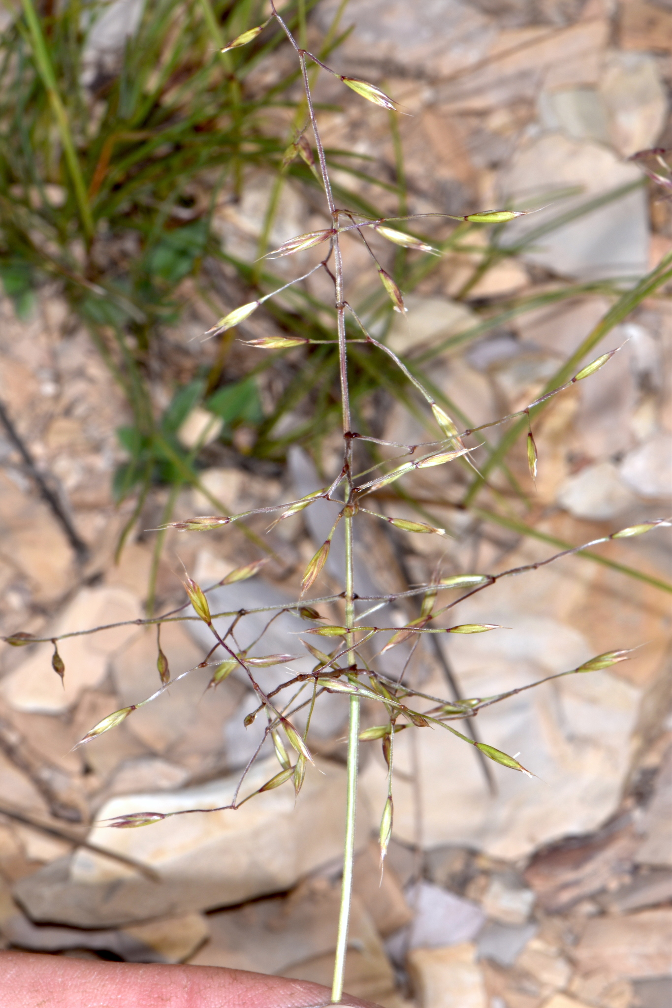 Festuca dasyclada