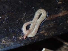 Caenoplana