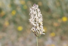 Phalaris californica