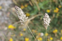 Phalaris californica
