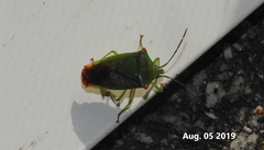 Acanthosoma labiduroides