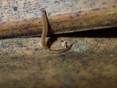 Rhynchodemus sylvaticus