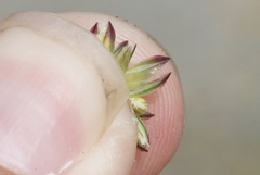 Phalaris californica