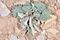 Astragalus lutosus
