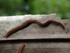 Caenoplana