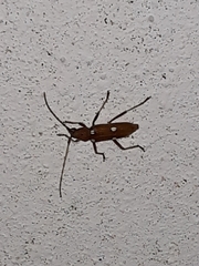 Eburia quadrigeminata