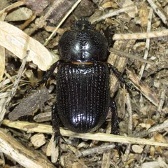 Hemiphileurus illatus