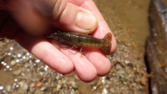 Procambarus nechesae