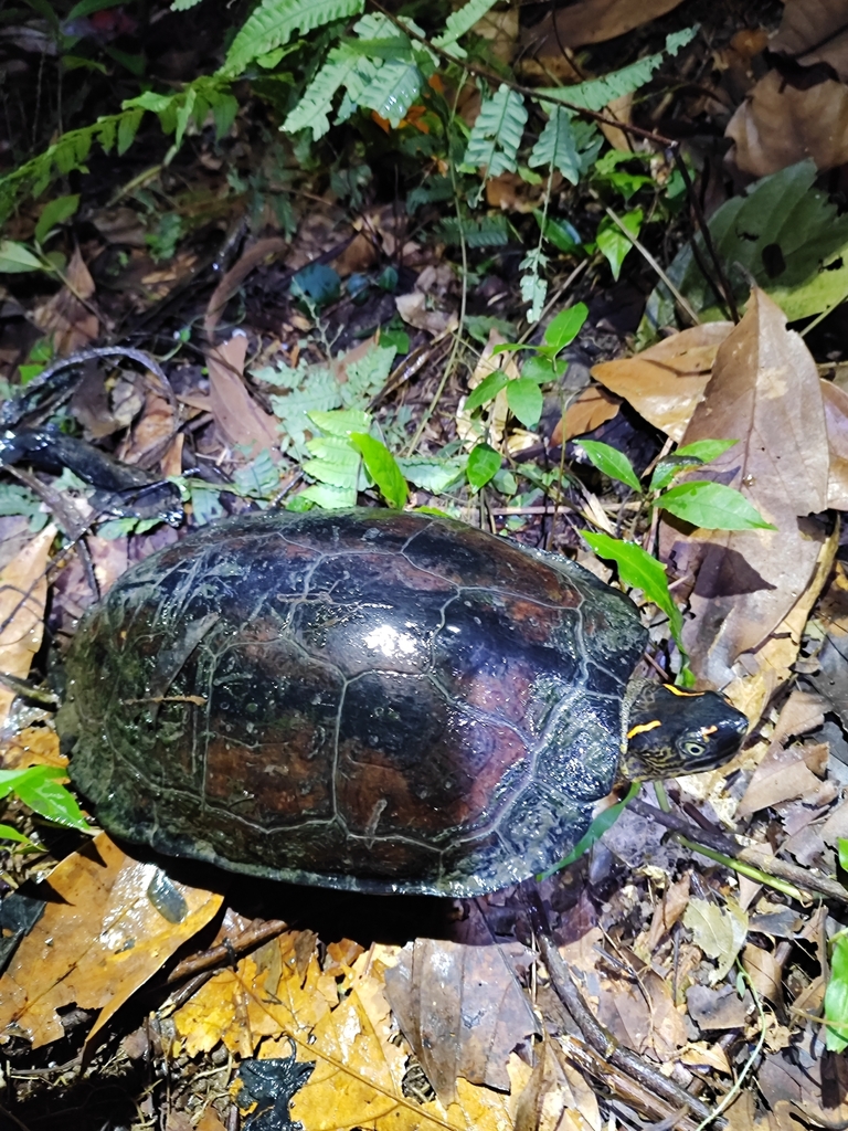 Colombian Wood Turtle from Q8WW+JC, Apartadó, Bellavista, Apartadó ...
