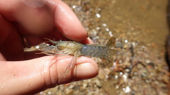 Procambarus nechesae