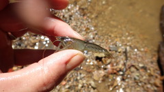 Procambarus nechesae