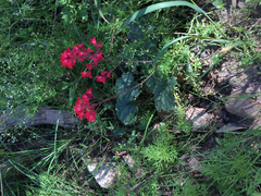 Heuchera sanguinea