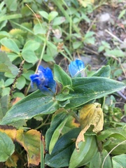 Gentiana platypetala