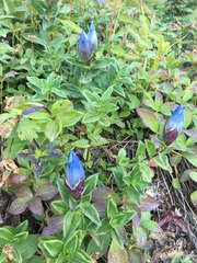Gentiana platypetala
