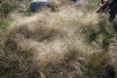 Agrostis scabra