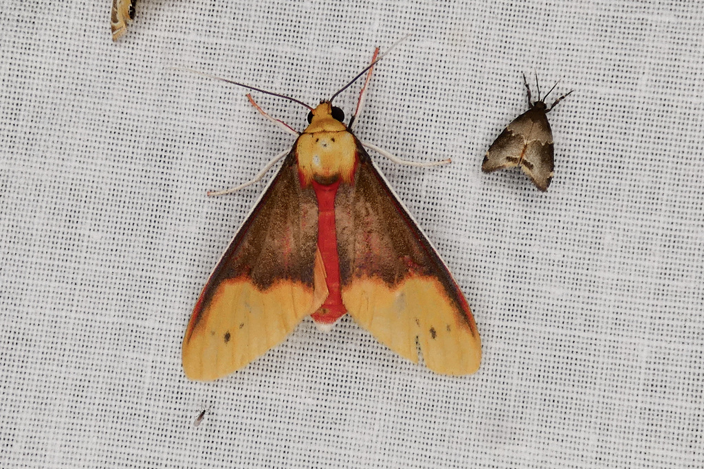 Evius cochenouri