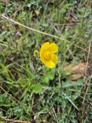 Ranunculus spicatus