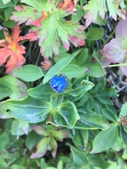 Gentiana platypetala