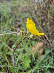 Ranunculus spicatus, photograph (c) Christoph Moning, some rights reserved (CC BY)