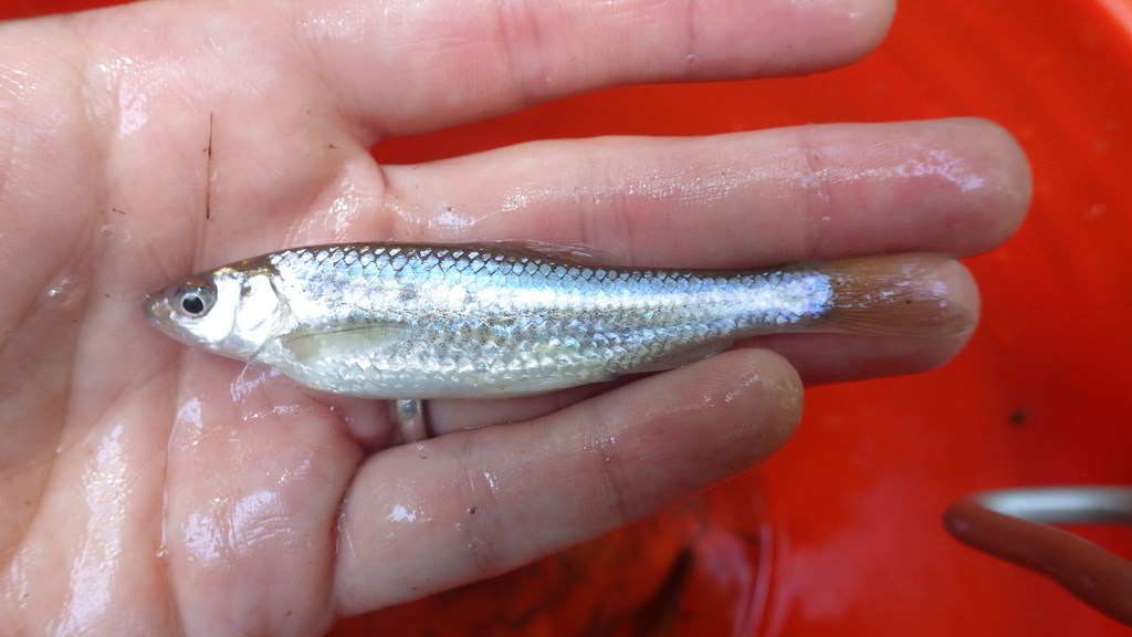 Mississippi Silvery Minnow (Fishes of the Upper Green River, KY) ·  iNaturalist