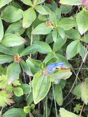 Gentiana platypetala