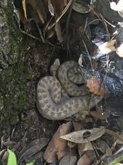 Crotalus pricei