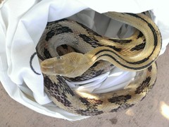 Bogertophis subocularis