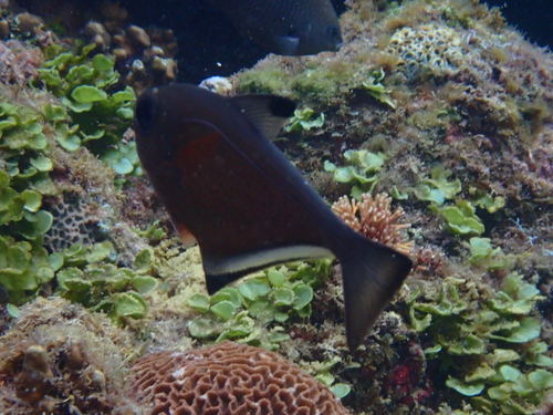 Vanikoro sweeper (Pempheris vanicolensis) — Pempheridae — 3
