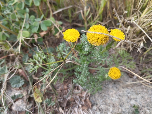 Image of Anacyclus valentinus by no rights reserved