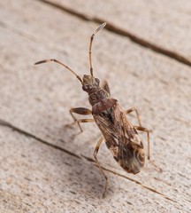 Neopamera albocincta