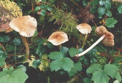 Inocybe muricellata