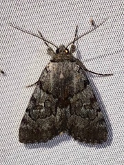 Catocala sordida