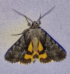 Catocala sordida