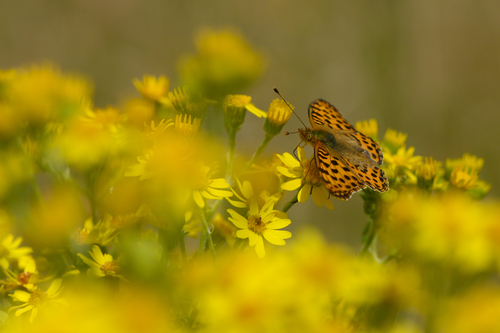 Queen of Spain Fritillary, Zeddam, Nederland, photo 9 of 10